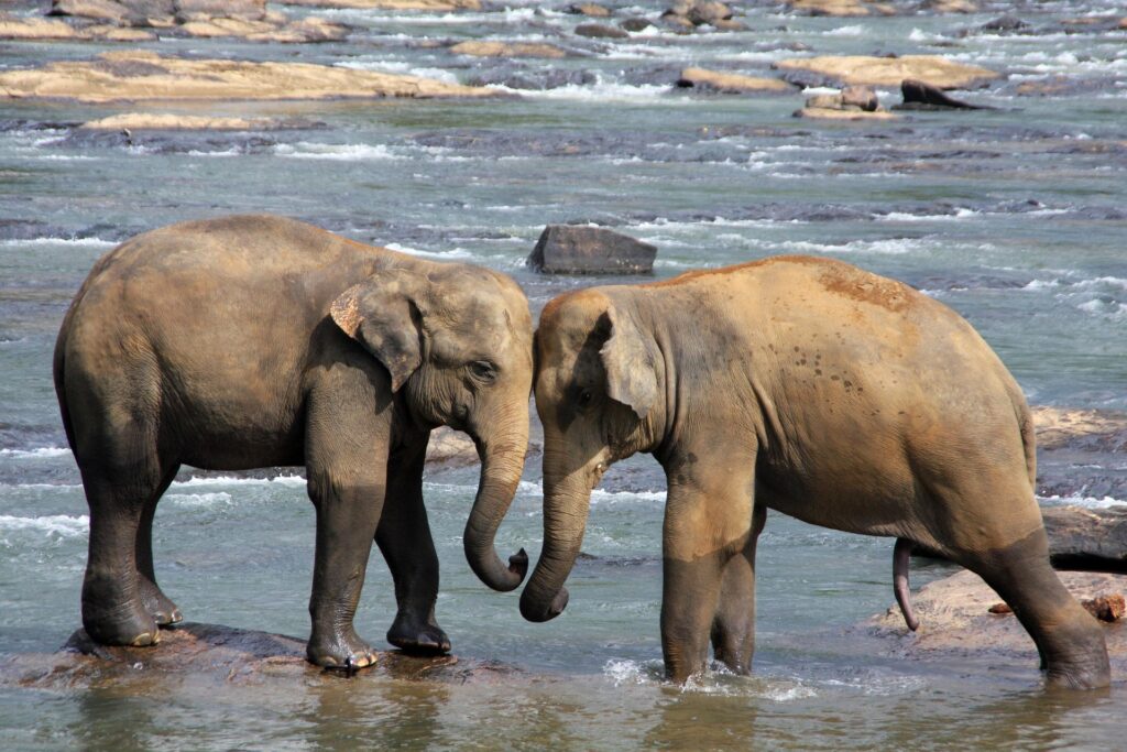 Sri Lanka Splendour