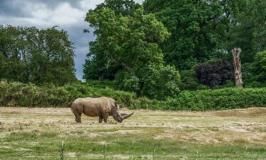 Kaziranga & Nagaland Explorer